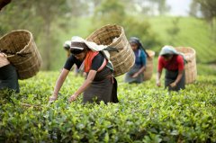 大吉岭红茶按季节分种类 哪个季节的好喝 春、夏、秋茶什么味道？