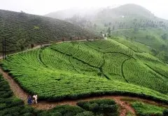 大吉岭红茶中春茶、夏茶、秋茶、冬茶的采收时间以及风味的区别