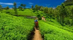 印度茶叶哪个产区好喝 印度红茶产区 阿萨姆大吉岭Nilgiri康格拉