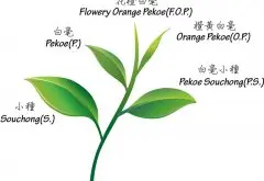 红茶中橙黄白毫属于什么茶  大吉岭FOP和BOP是什么等级划分