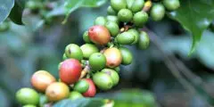 洪都拉斯咖啡豆等级 最好喝洪都拉斯咖啡豆是？地理环境对咖啡影