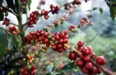 洪都拉斯咖啡豆种植历史故事简史 洪都拉斯咖质量啡出口现状与气