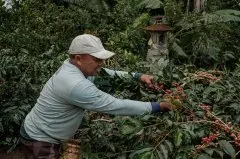 中南美洲洪都拉斯最受欢迎咖啡品牌 洪都拉斯咖啡豆风味口感特点