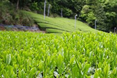 日本比较有名的茶叶都有什么牌子 日本红茶是什么品种起源与历史