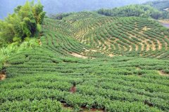 冻顶乌龙产地｜台湾茶叶发展史与起源故事 阿萨姆8号红茶品种风味