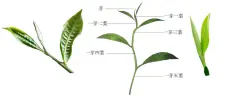 斯里兰卡红茶庄园过程 如何正确采摘茶叶-什么是三叶\二叶一心？