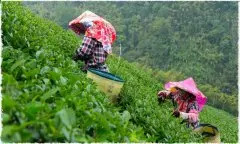 台湾高山茶属于什么茶多少钱一斤 高山产的好茶有哪些品牌的好
