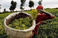 红茶包括哪些茶 常见的五大红茶 肯尼亚红茶品牌的功效与作用