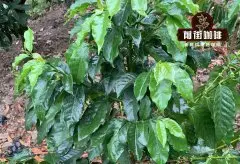 什么是咖啡树 咖啡树的寿命 咖啡可以连续生长的吗