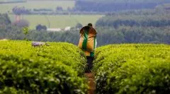 长期喝非洲红茶有哪些变化的功效与作用禁忌 非洲红茶牌子特点