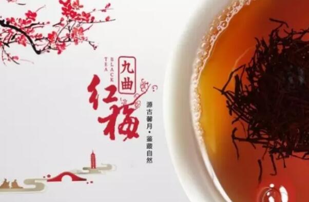 九曲紅梅茶已有近200年的歷史.它在100多年前就出名了.