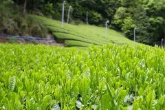 日本抹茶和绿茶的口感特点区别和历史故事 抹茶粉是用绿茶做的吗