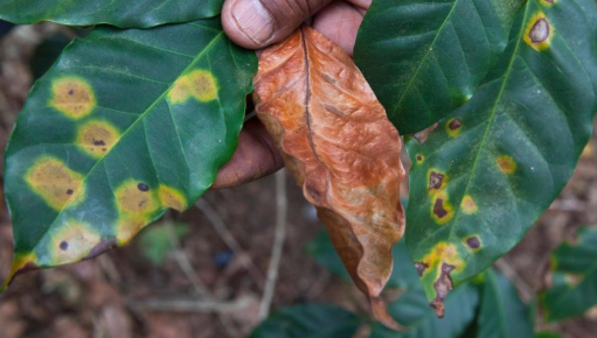 曾是哪个国家的殖民地 锡兰红茶是哪个国家的哪个牌子好 中国咖啡网