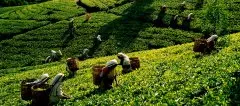 红茶有哪些品种好喝排名 世界顶级红茶品牌 锡兰红茶产自哪里