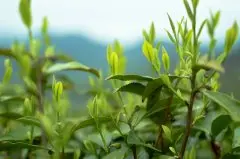 乌龙茶属于绿茶吗？ 绿茶和乌龙茶口感区别哪个更好喝？