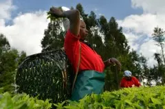 肯尼亚茶叶品质好的自然原因 肯尼亚茶叶主要分布产地及滋味特点