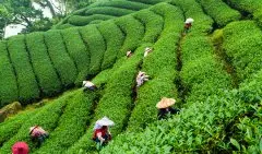 台湾十大著名茶叶介绍 台湾茶有哪些品种种植产地区域哪里的好喝