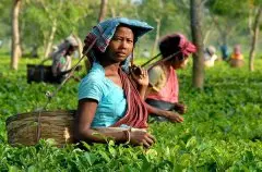 阿萨姆茶叶是印度产的吗？阿萨姆红茶茶树品种和种植条件介绍