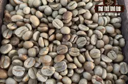 卡杜艾品种咖啡历史故事口感风味特点介绍巴拿马波奎特精品咖啡豆