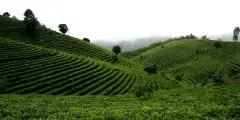 正山小种红茶的起源发展和历史 关于金骏眉由来的简短故事