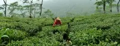 世界红茶高端品牌排名前十名 最顶级的印度大吉岭红茶口感和特点
