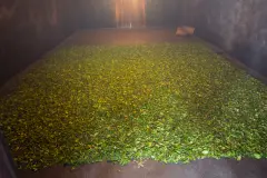 正山小种是什么茶高档茶叶吗？烟小种制作工艺与无烟小种的区别