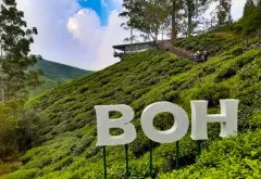 世界十大茶叶著名精英品牌 马来西亚BOH什么茶好喝？哪里能买到？