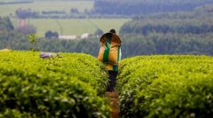 肯尼亚茶叶主要分布在哪些产区？肯尼亚茶叶优势条件特点有哪些？