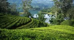 锡兰斯里兰卡茶都有哪些种类？进口的锡兰高地红茶怎么获得？