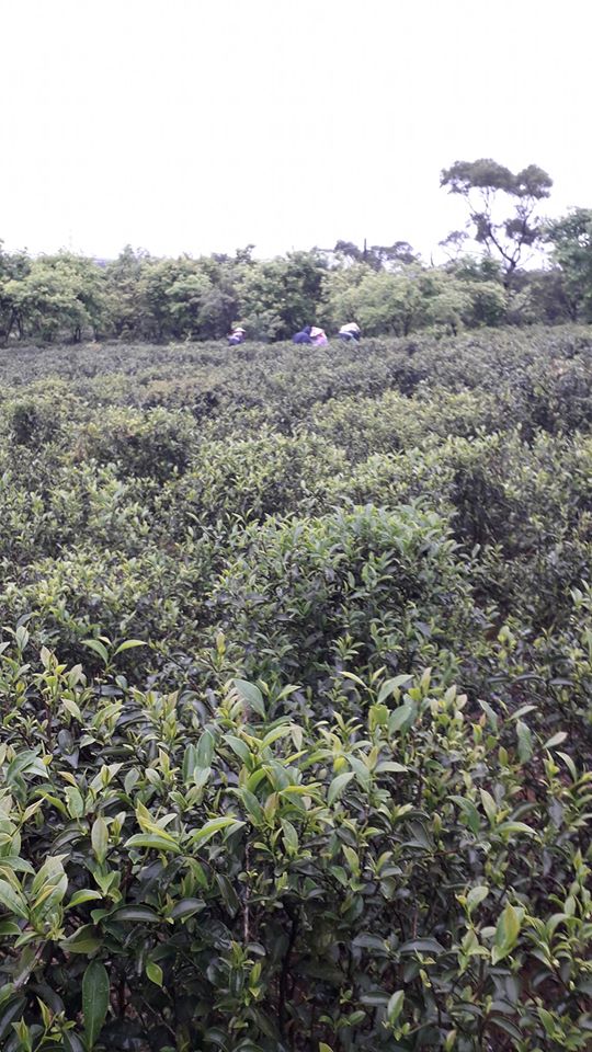 东方美人茶是什么茶树品种台湾白心白叶东方美人红茶的滋味特点