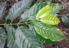 阿拉比卡豆有多少品种 牙买加蓝山和Kona是阿拉比亚品种系列吗