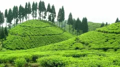 大吉岭是红茶还是绿茶？好的皇家大吉岭夏日红茶如何挑选好喝的？