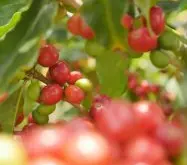 咖啡豆圆是什么 坦桑尼亚园豆与肯尼亚咖啡园豆与什么区别