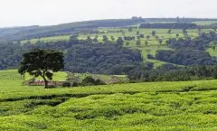 肯尼亚红茶和国产红茶哪个好？肯尼亚红茶品牌kericho多少钱一盒
