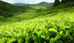 旧称锡兰以盛产红茶闻名的如今的哪个亚洲国家 锡兰红茶产地介绍