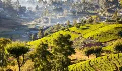 红茶哪个产国的最好喝？锡兰红茶产区大全著名品牌购买指南