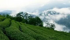 茶叶品质特征的高低取决于什么因素 茶叶品质好的自然原因有哪些