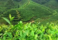 尼泊尔红茶喝上有什么好处？尼泊尔茶叶哪种品牌特点好喝？