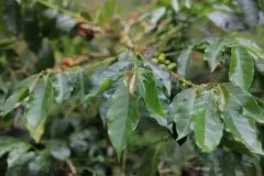 秘鲁咖啡产区和咖啡种植类型 所有秘鲁咖啡都是有机的吗？