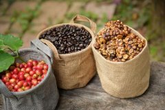 咖啡豆怎么处理才能喝  咖啡豆的蜜处理后好喝吗