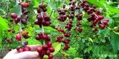 瑰夏咖啡是什么品种咖啡？翡翠庄园与面纱庄园之间有什么关系。