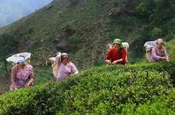 印度最古老的大吉岭红茶茶庄园品牌阿路巴里Aloobari大吉岭