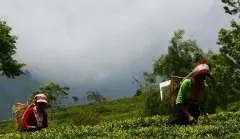 大吉岭哪个茶园产的红茶好喝？ambootia安布提亚极品春摘茶的特点
