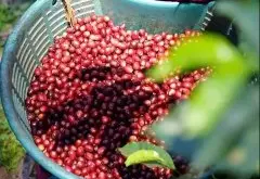 洪都拉斯咖啡豆特点介绍，洪都拉斯雪莉酒桶发酵咖啡豆好喝吗？
