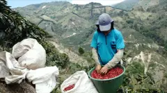 哥斯达黎加巨石庄园蓝莓咖啡豆，厌氧重蜜处理法制作过程。