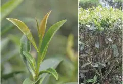 台湾红茶茶树品种祁韵台茶23号 与台茶18号红玉红茶有什么不一样