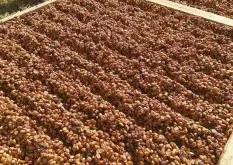 蜜处理咖啡豆是什么？三大传统处理法之蜜处理咖啡豆怎么来的？