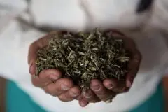 有机大吉岭春摘夏摘秋摘红茶的种植及味道口感之间有什么不同？