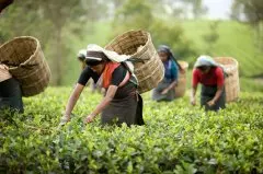大吉岭红茶和阿萨姆红茶之间的不同点 收获季节、茶汤滋味的对比