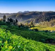斯里兰卡茶农耗尽肥料库存困境进一步恶化 锡兰红茶当地需求下降
